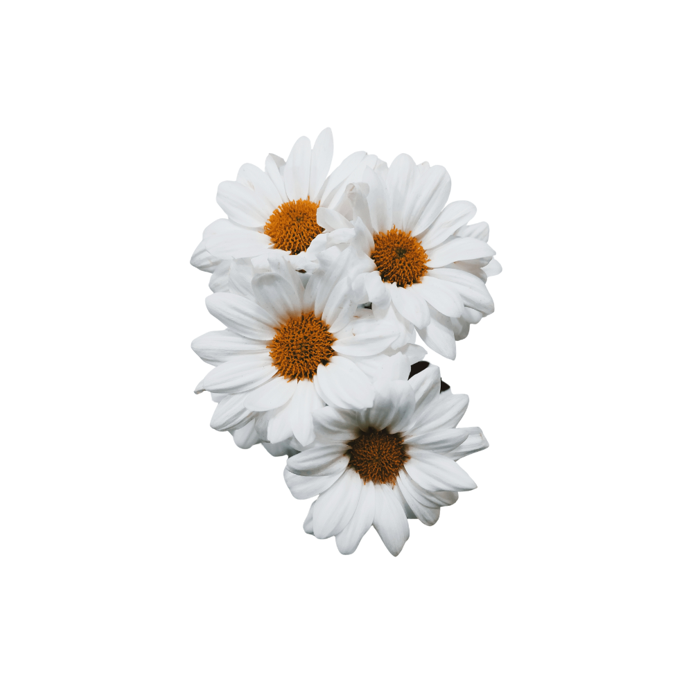 Chrysanthemum Daisy Stem