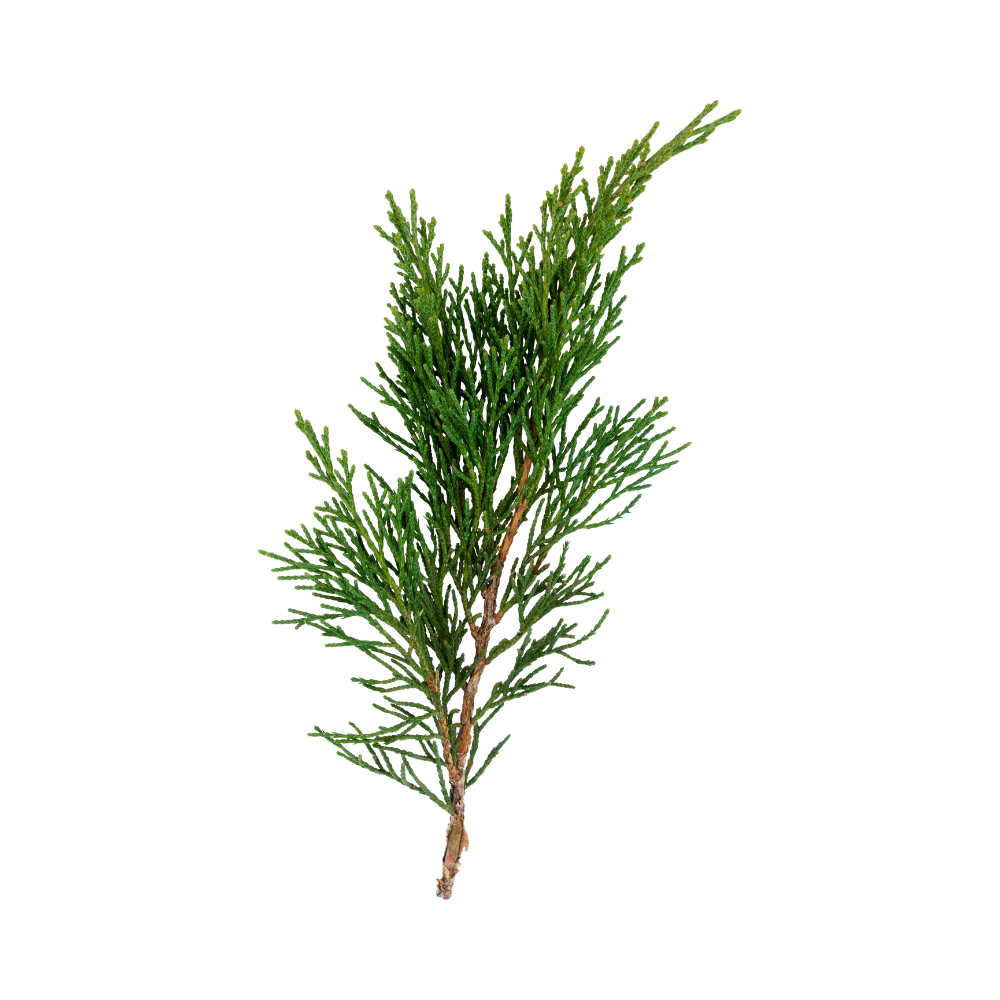 Cocculus/Pine Fern Stem
