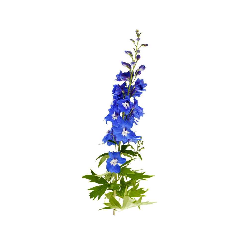 Delphinium Stem