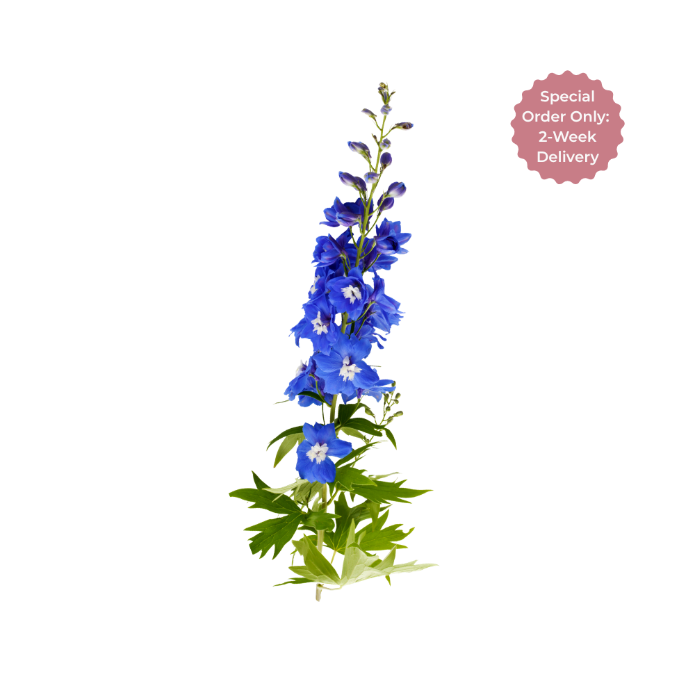 Delphinium Stem