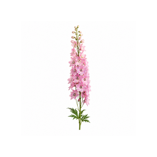 Delphinium Stem