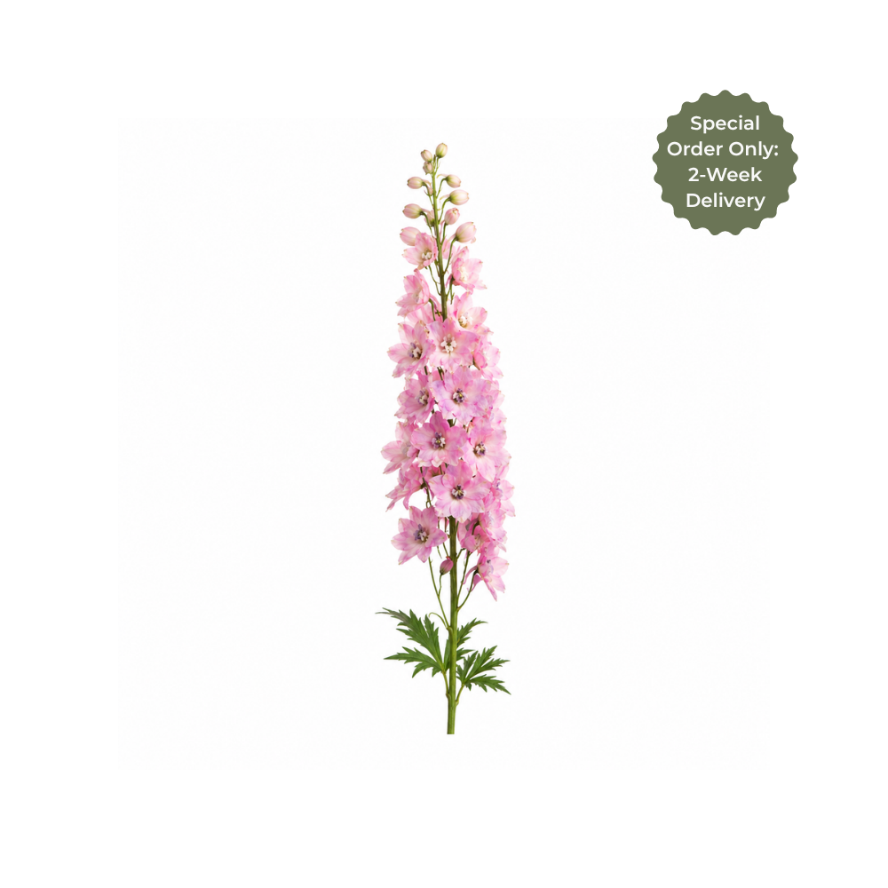 Delphinium Stem