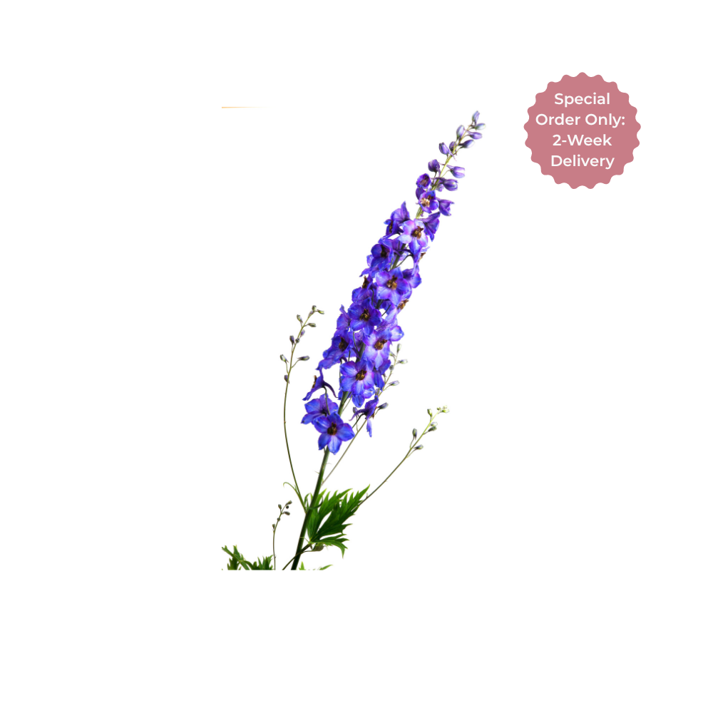 Delphinium Stem