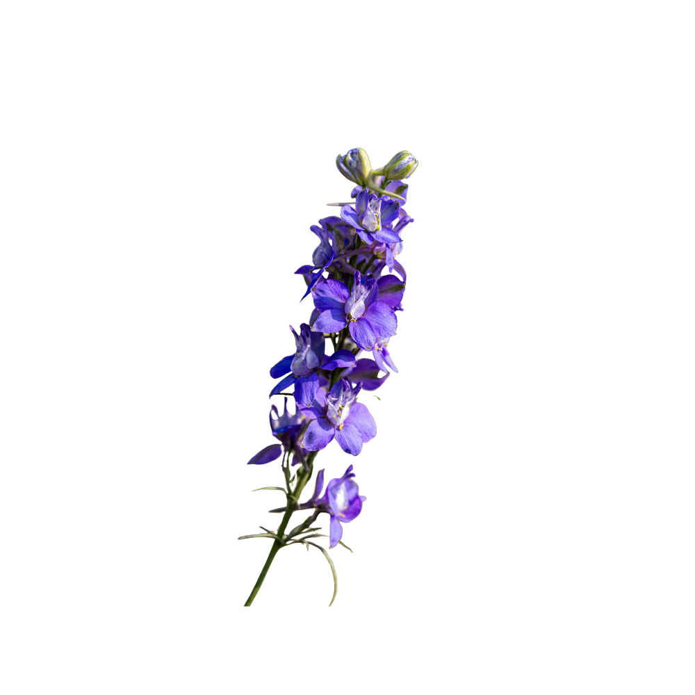 Delphinium Stem