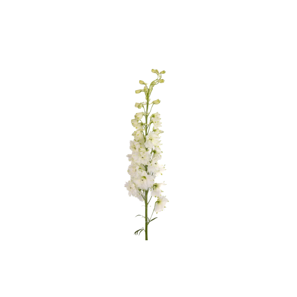 Delphinium Stem