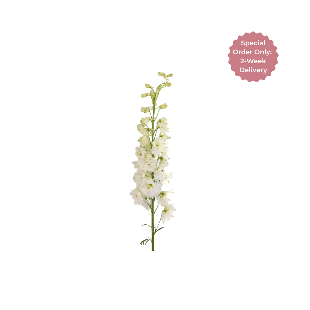 Delphinium Stem