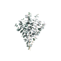 Eucalyptus Baby Blue Branched Stem