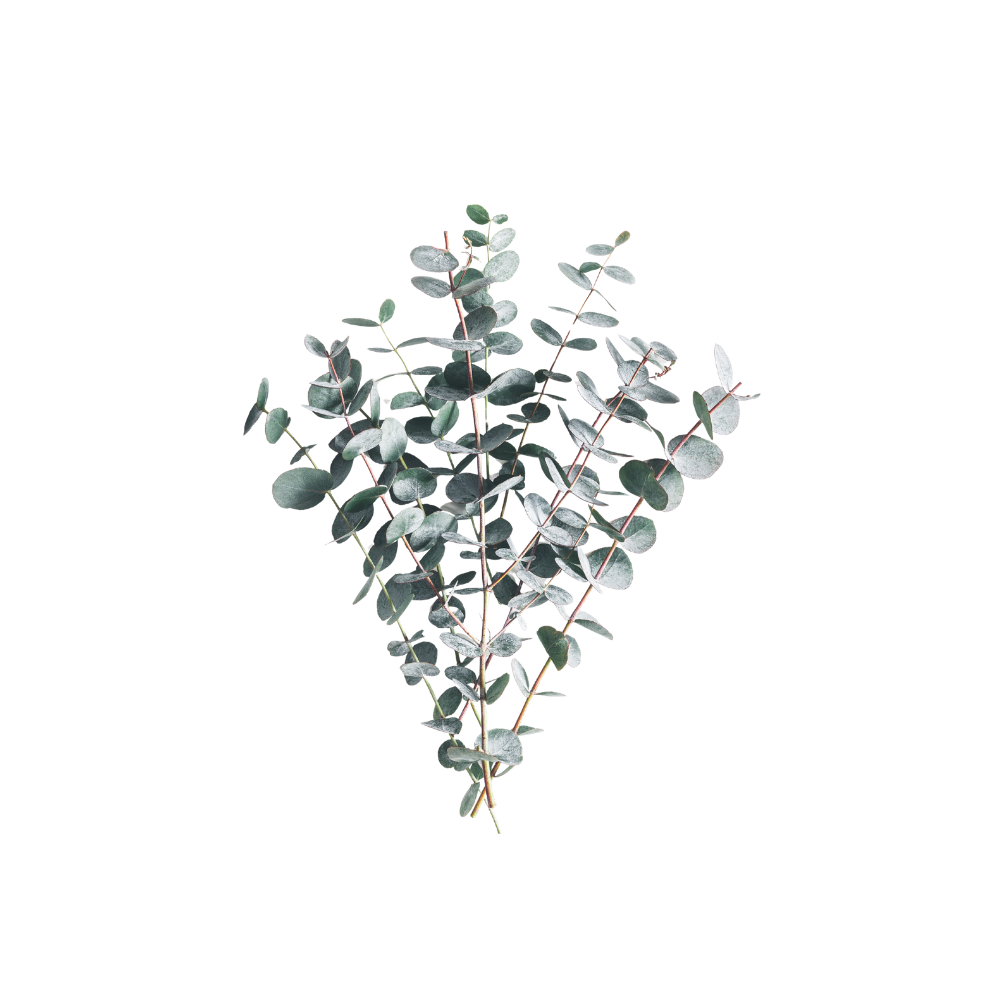 Eucalyptus Baby Blue Branched Stem