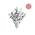 Eucalyptus Baby Blue Branched Stem