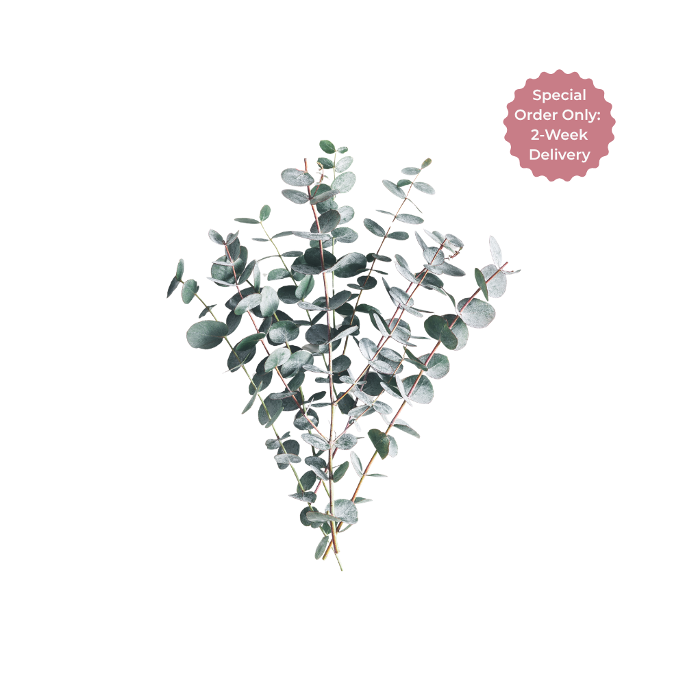 Eucalyptus Baby Blue Branched Stem