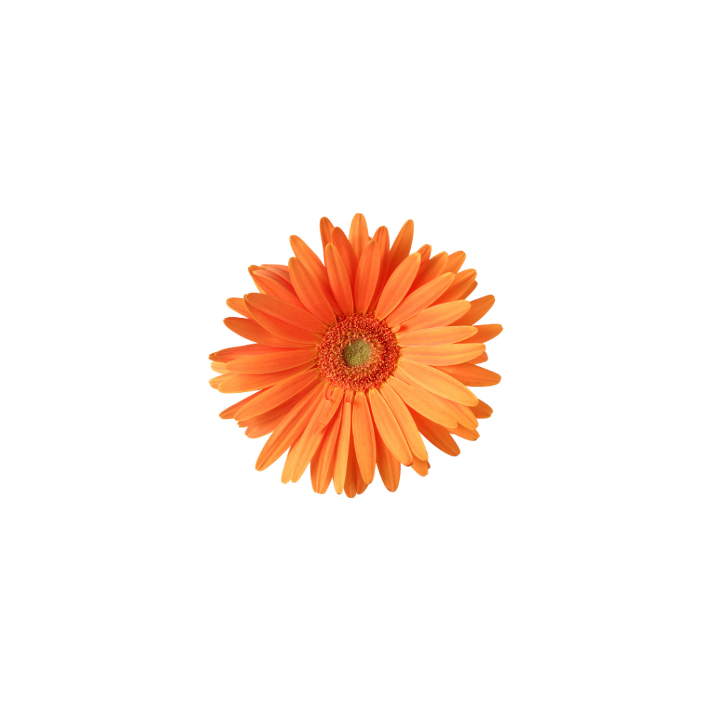 Gerbera Large Stem