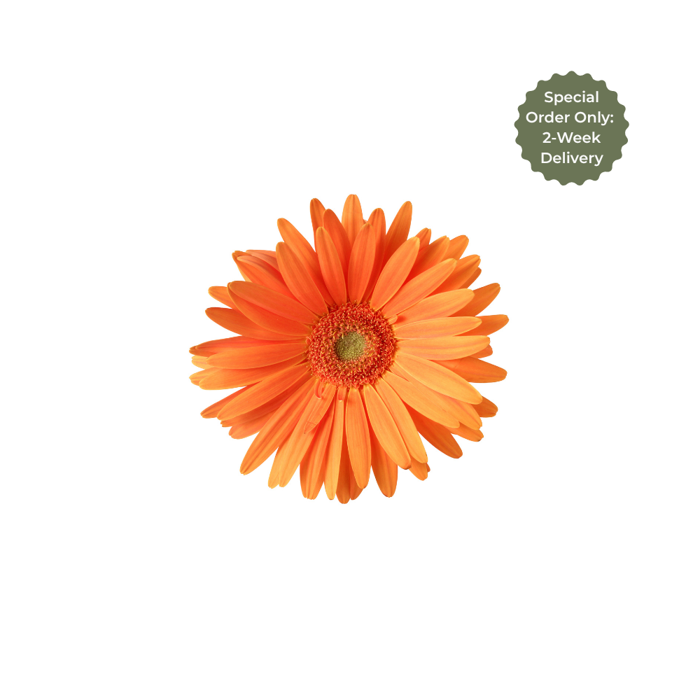 Gerbera Large Stem