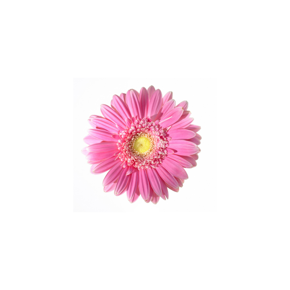 Gerbera Large Stem