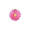 Gerbera Medium Stem