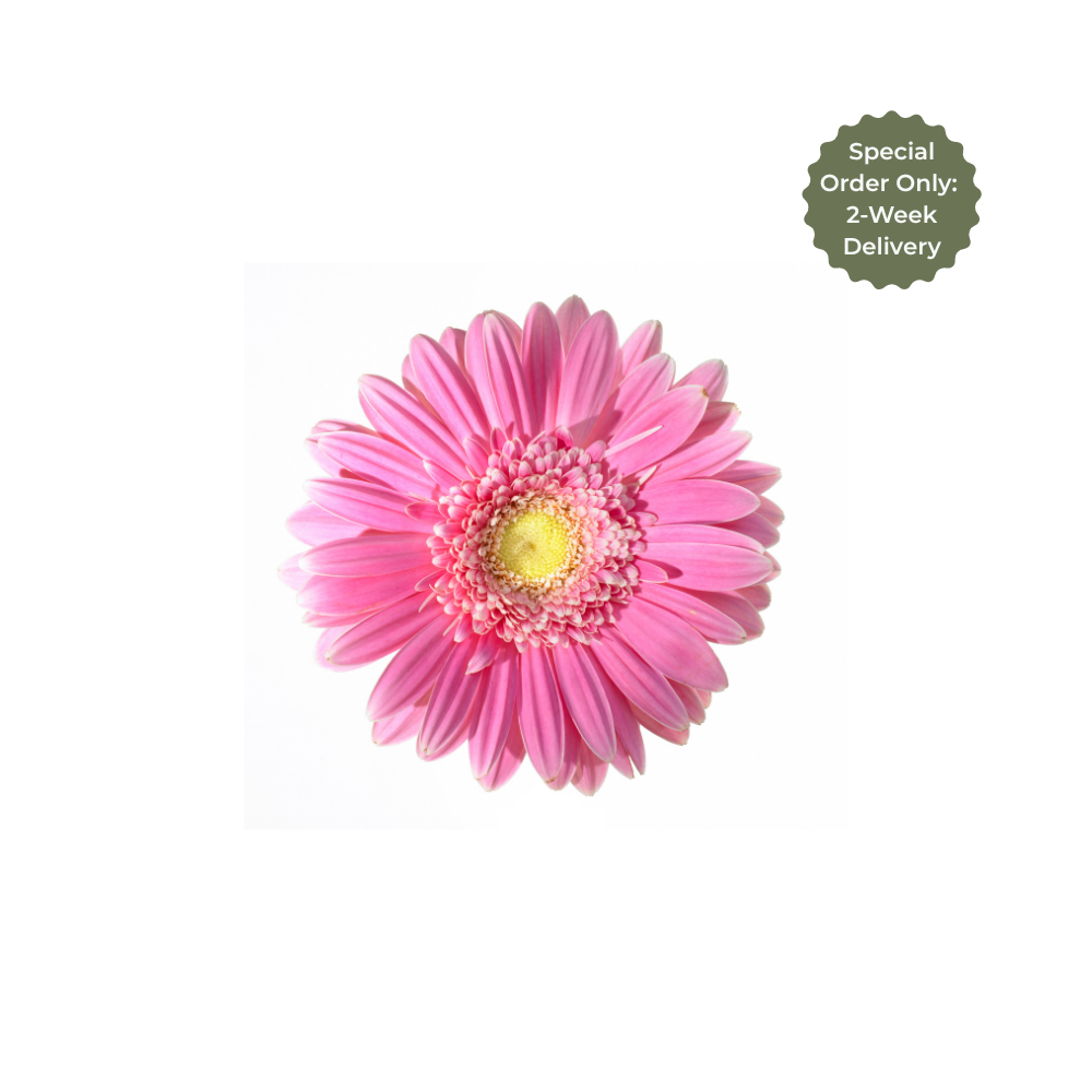 Gerbera Large Stem