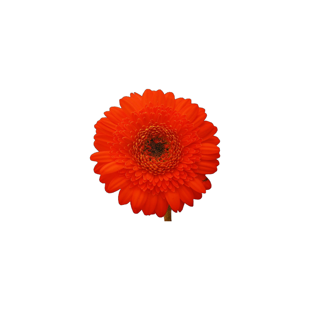Gerbera Large Stem