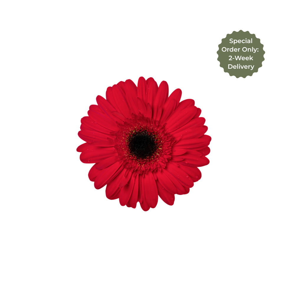 Gerbera Large Stem