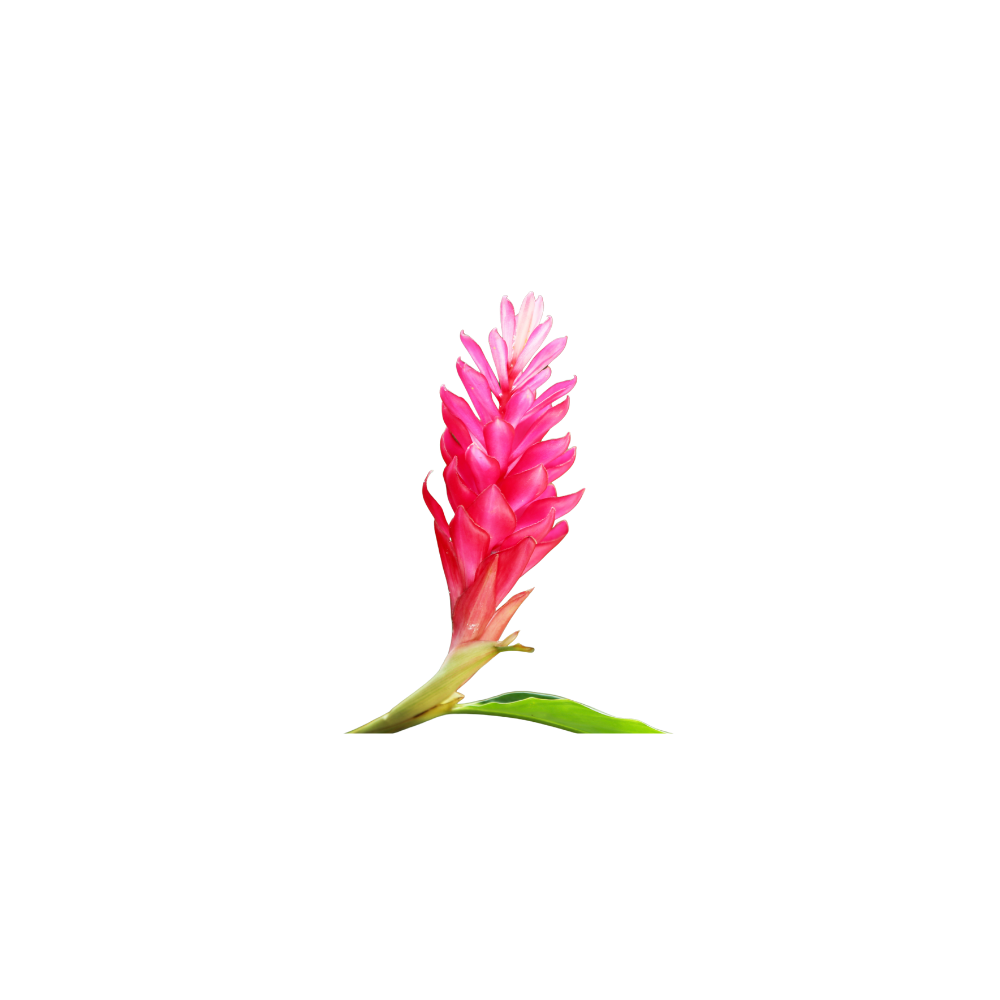 Ginger Lily Medium Stem