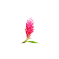 Ginger Lily Medium Stem