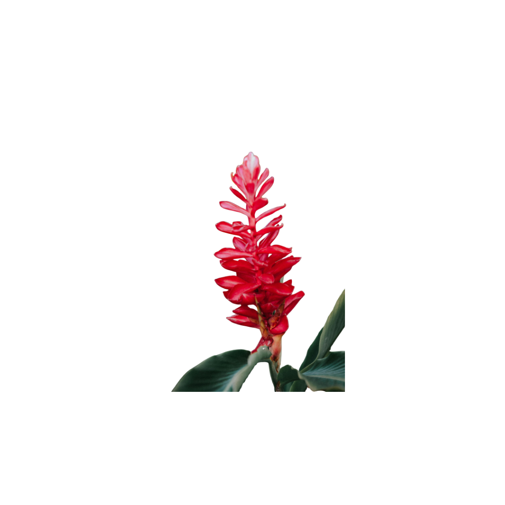 Ginger Lily Medium Stem