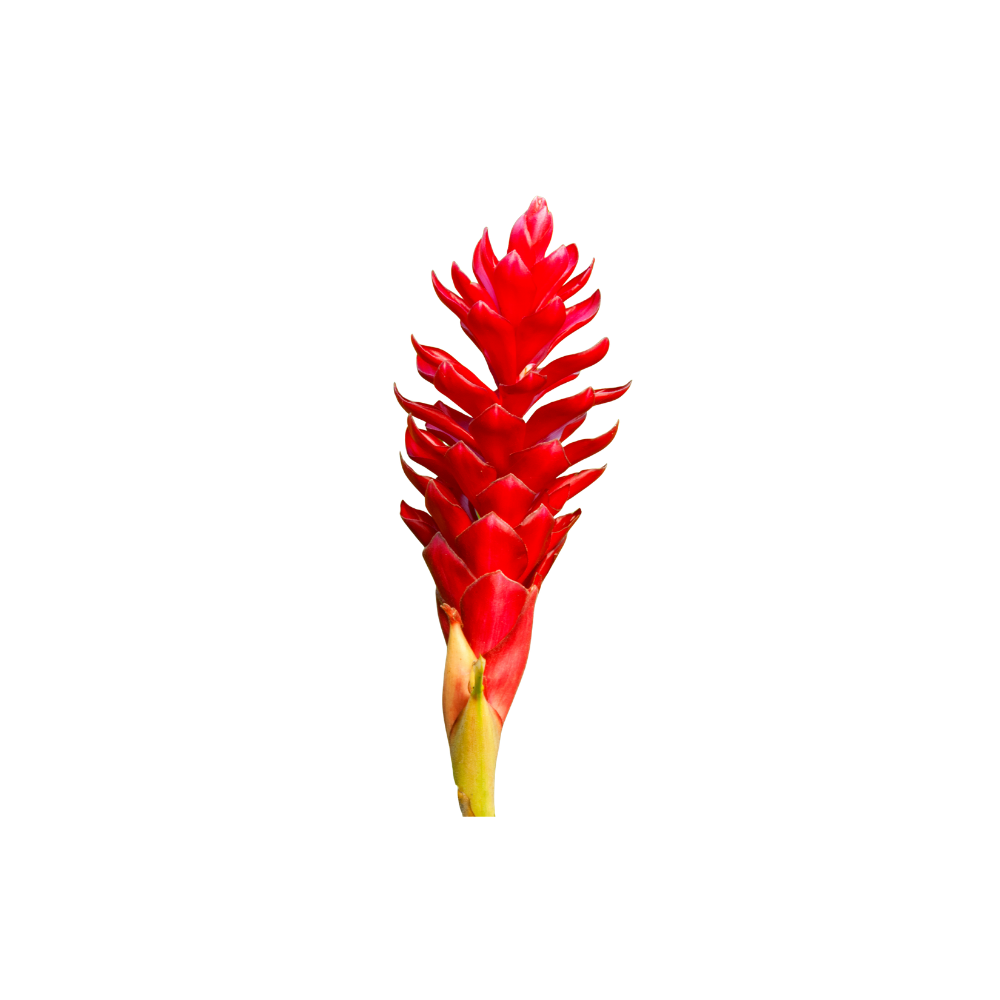Ginger Lily Large Stem