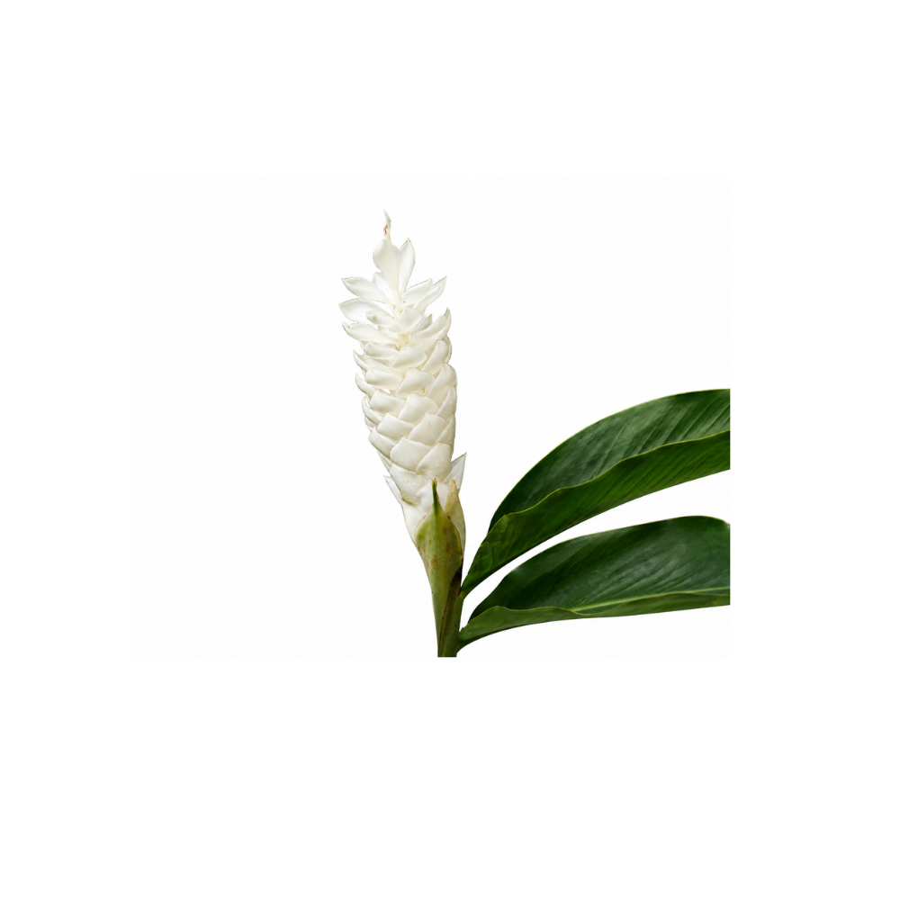 Ginger Lily Large Stem