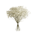 Gypsophilia Stem