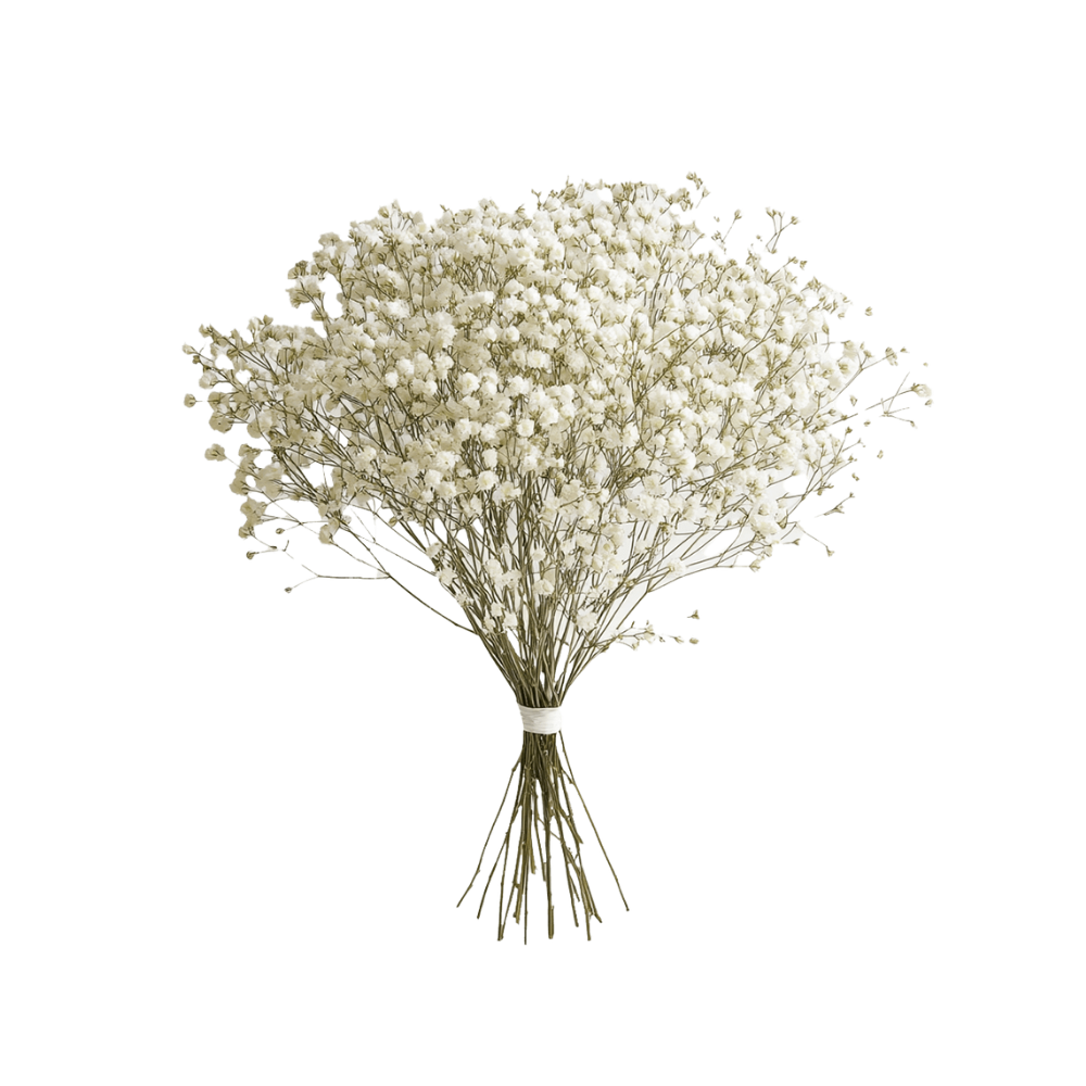 Gypsophilia Stem