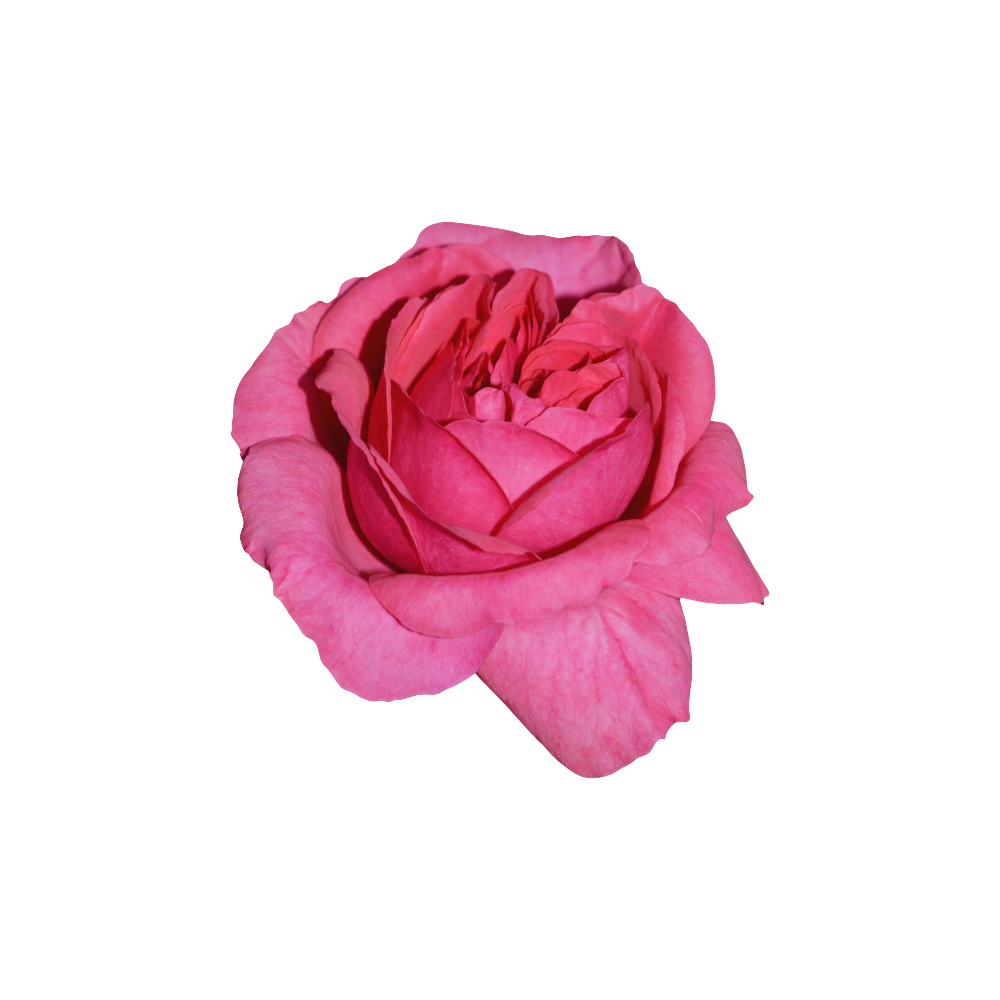 Rose Stem