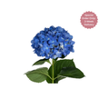 Hydrangea Large Stem
