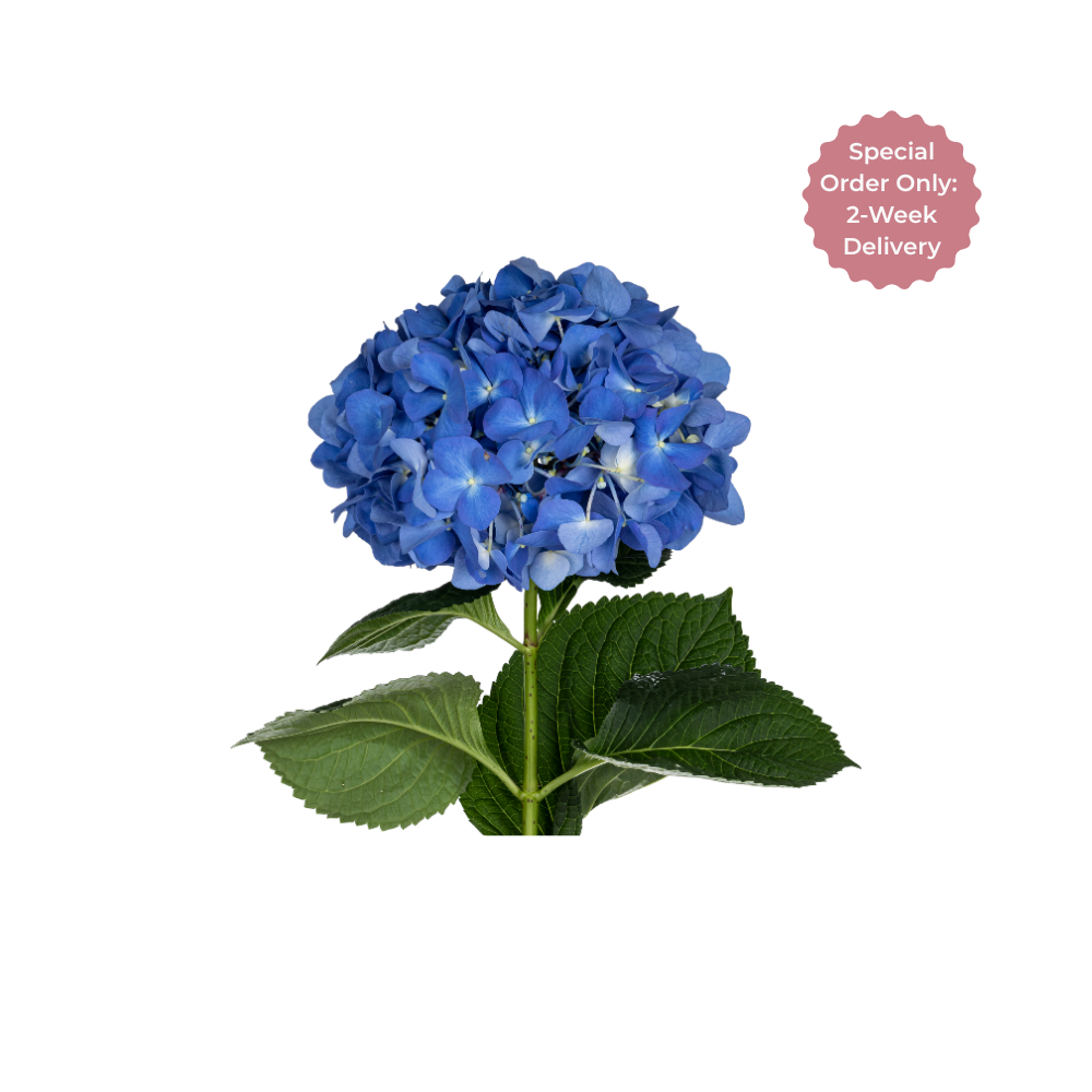 Hydrangea Large Stem