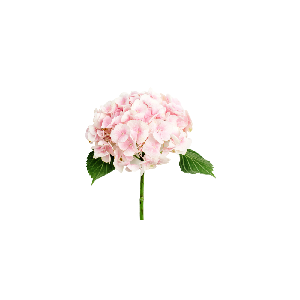 Hydrangea Large Stem