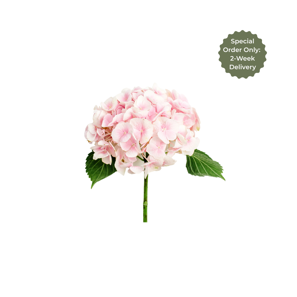 Hydrangea Large Stem