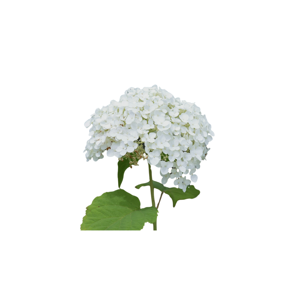 Hydrangea Large Stem