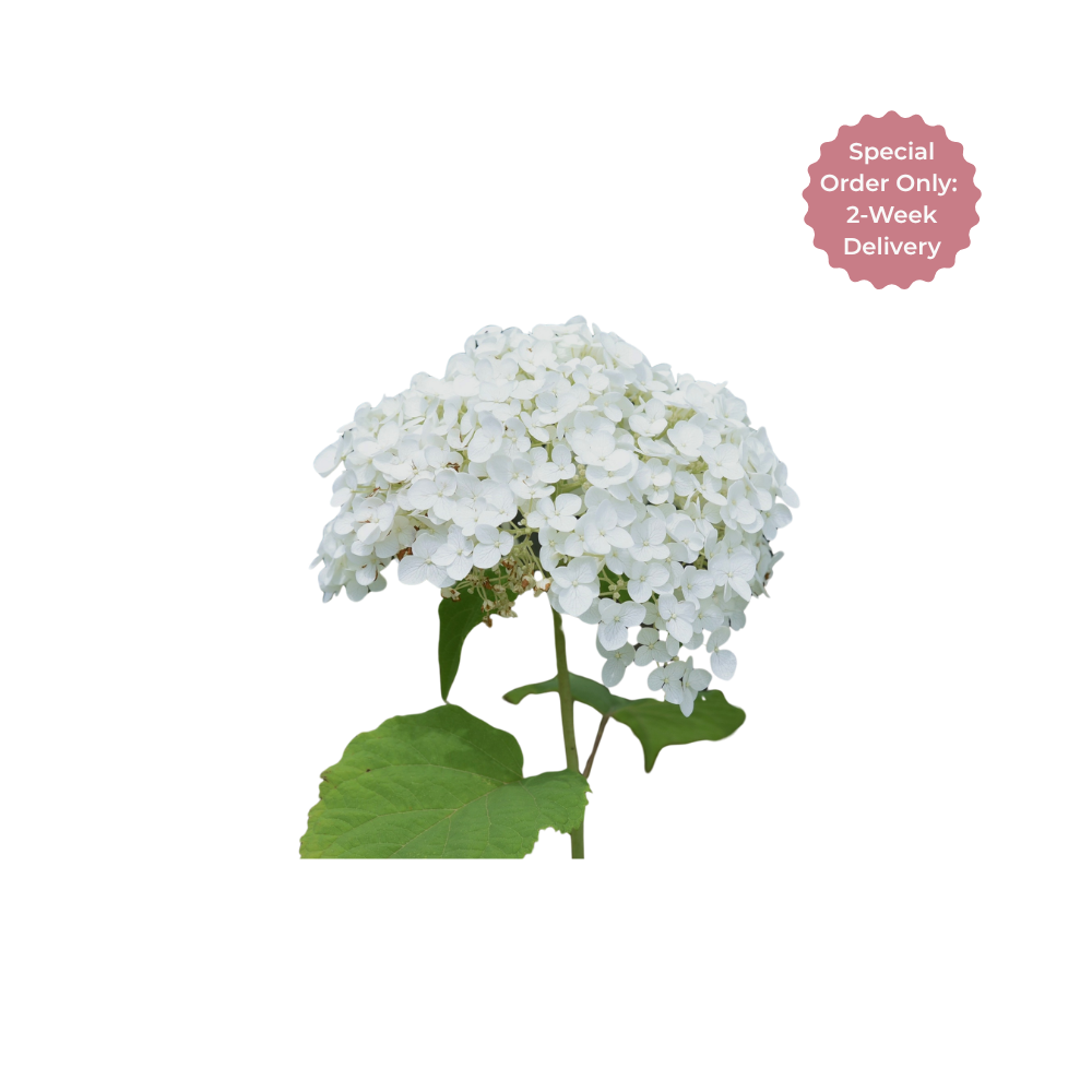 Hydrangea Large Stem