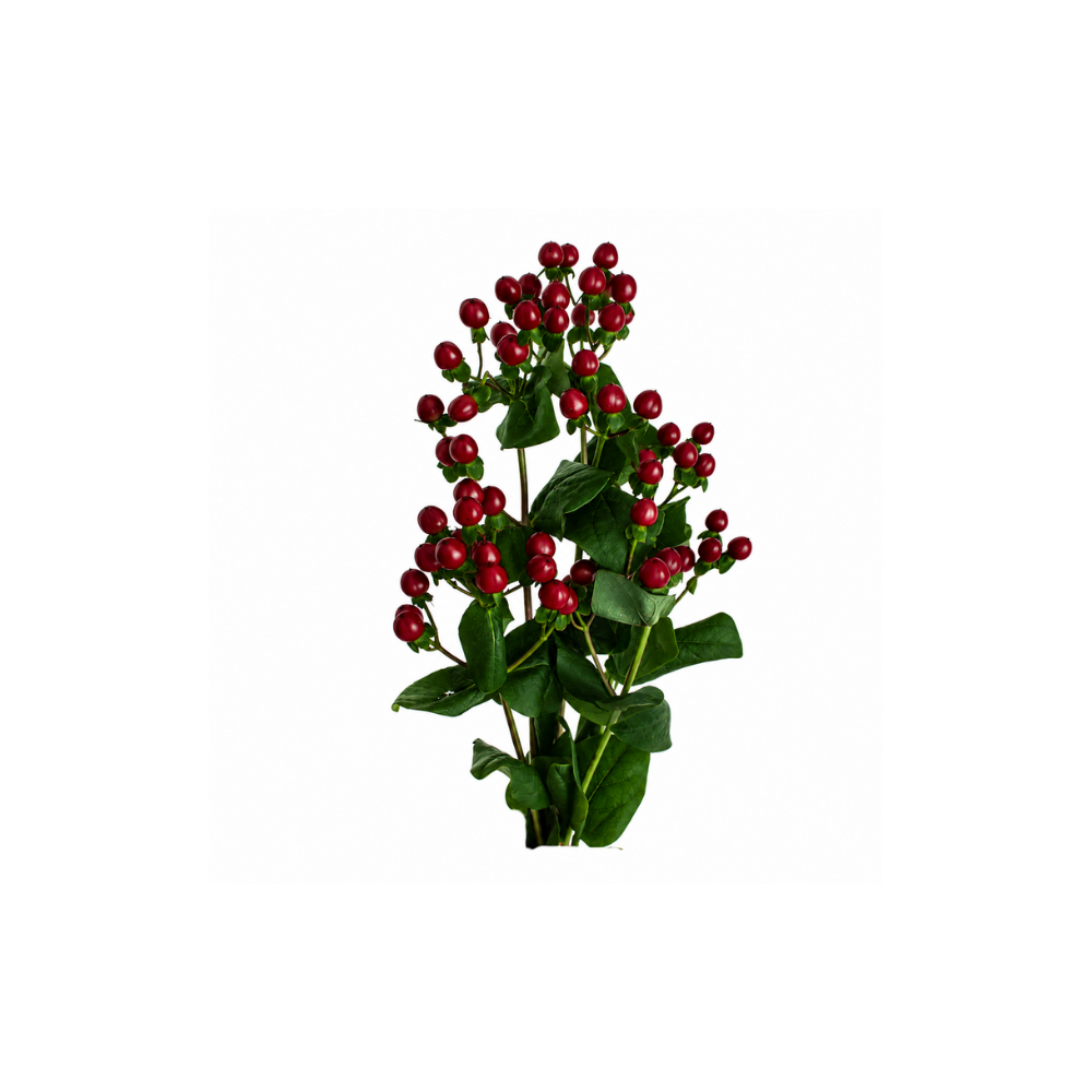 Hypericum Stem