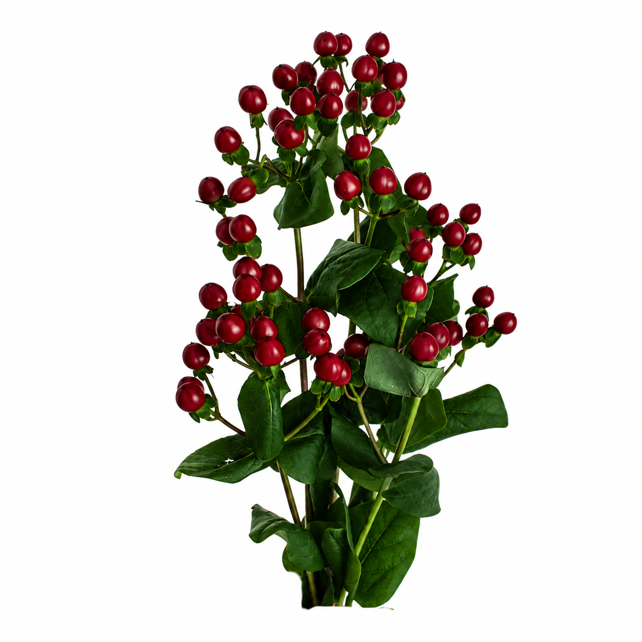 Hypericum Stem