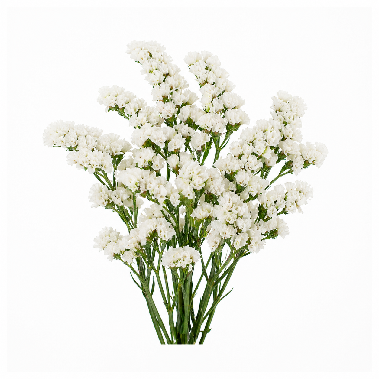 Limonium Stem