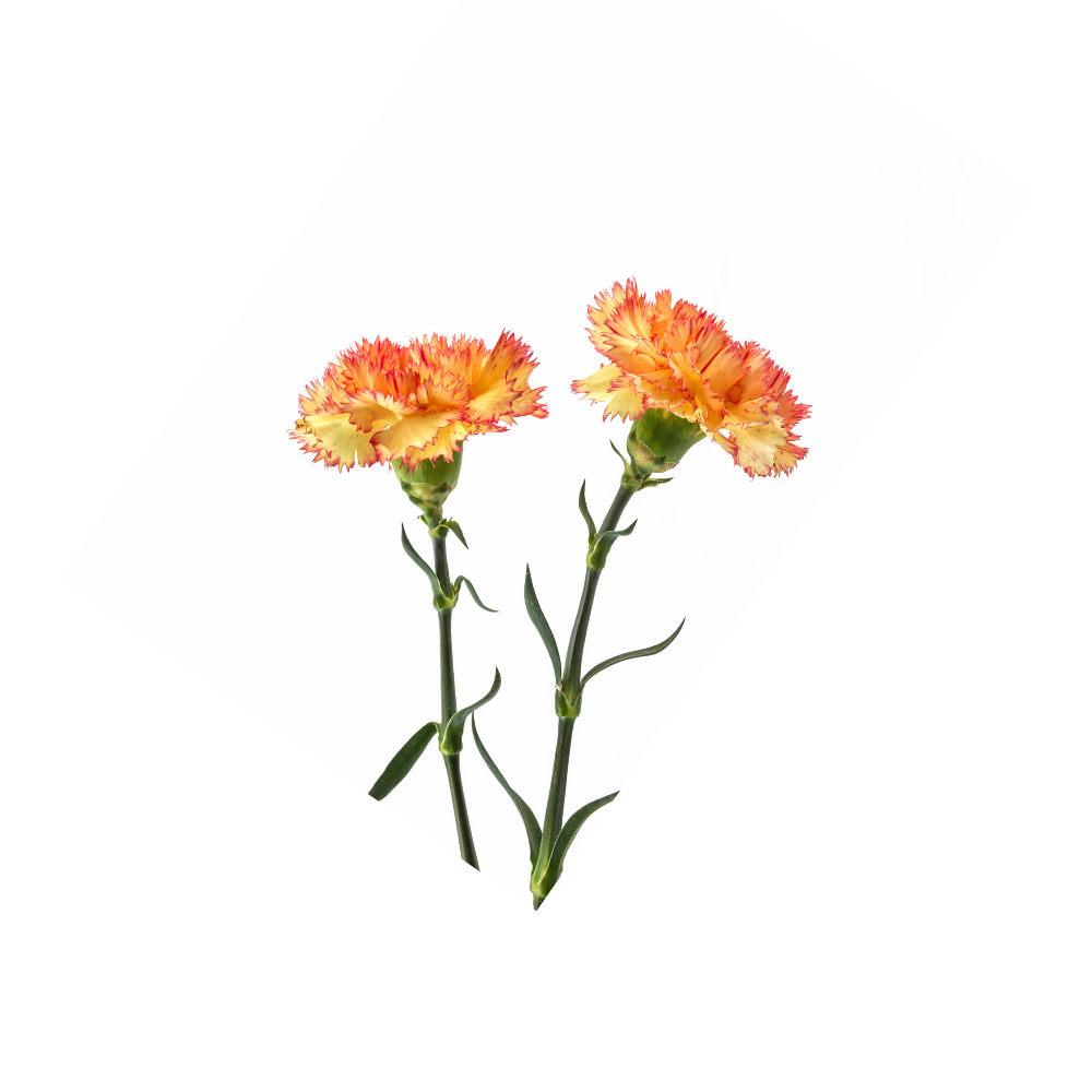 Carnation Mini Stem