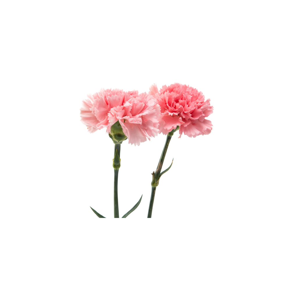 Carnation Mini Stem