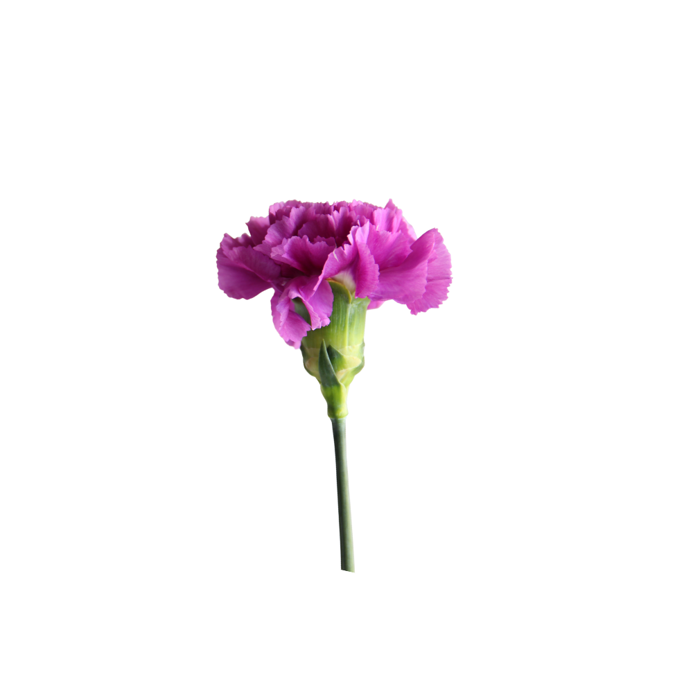 Carnation Mini Stem