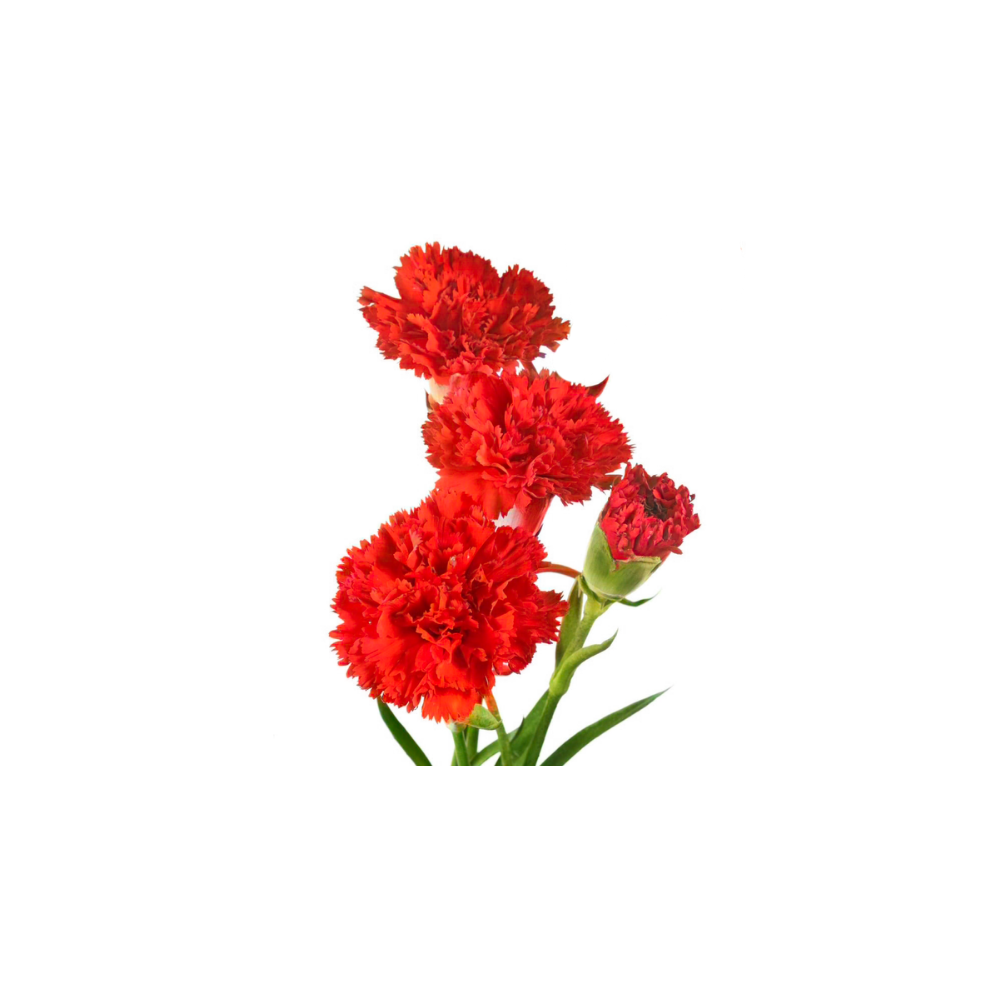 Carnation Mini Stem