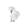 Carnation Mini Stem