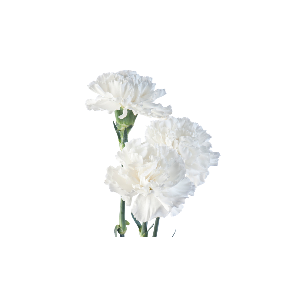 Carnation Mini Stem