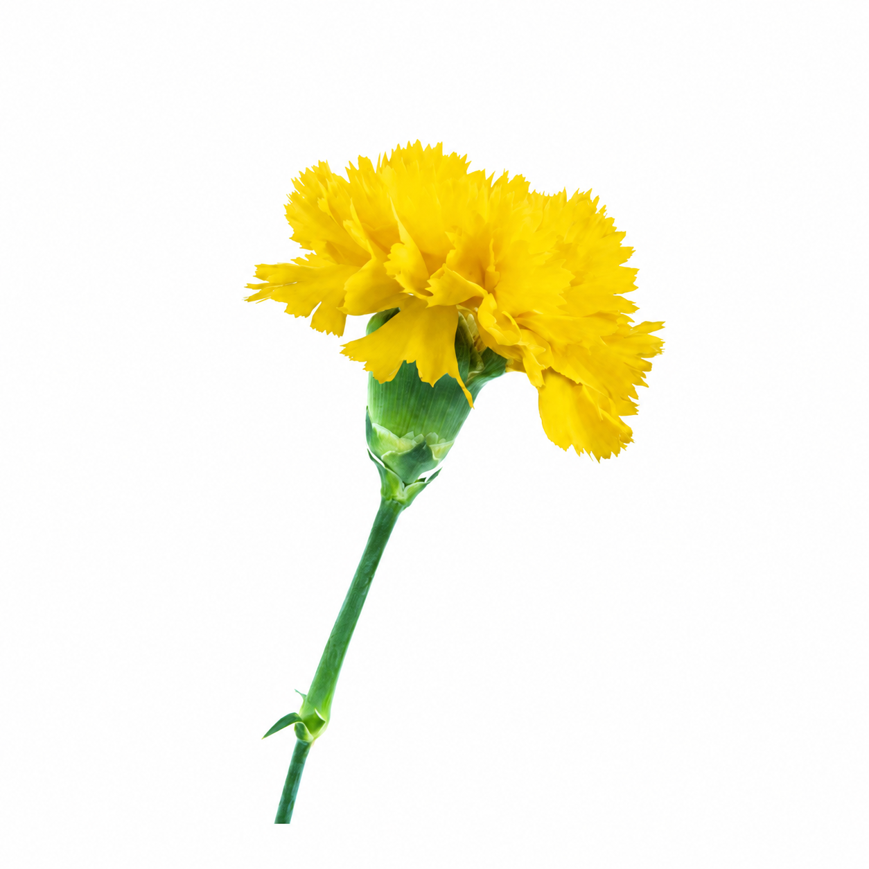 Carnation Mini Stem