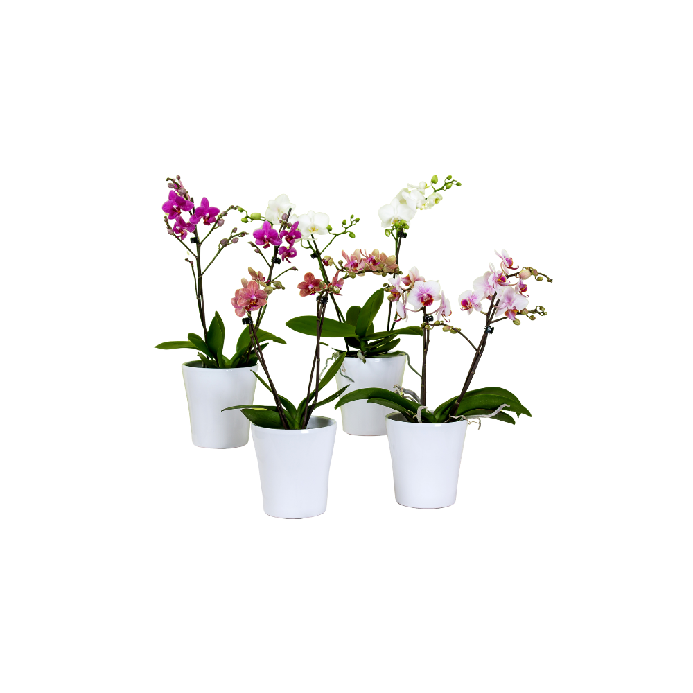 Enchanted Mixed Colour Phalaenopsis Orchid in Ceramic Pot