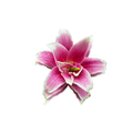 Oriental Lily Double Stem