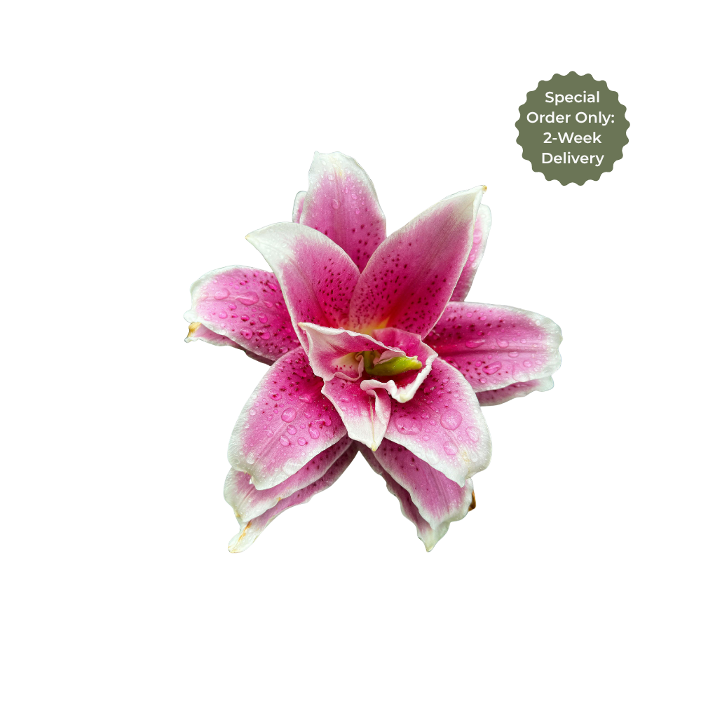 Oriental Lily Double Stem