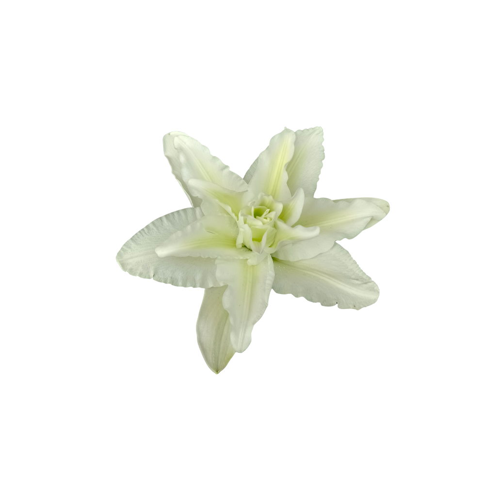 Oriental Lily Double Stem