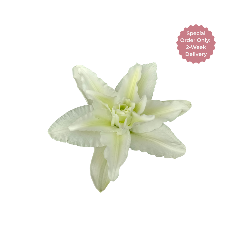 Oriental Lily Double Stem